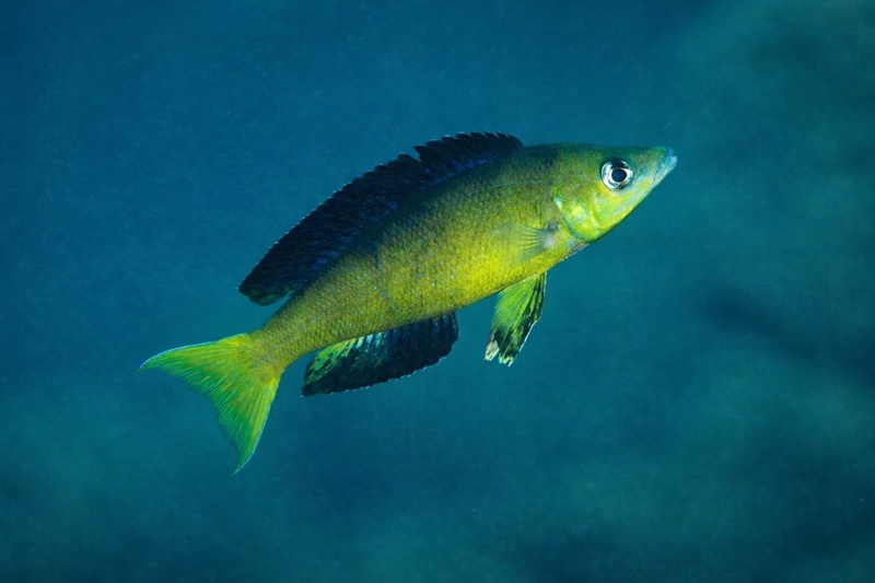 Cyprichromis microlepidotus 'Mahale NP'